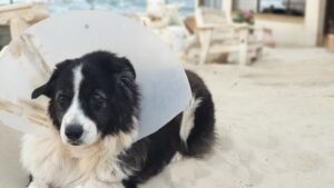 Protect Your Pet with Reliable Pet Insurance