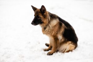 Photo dog breed German Shepherd