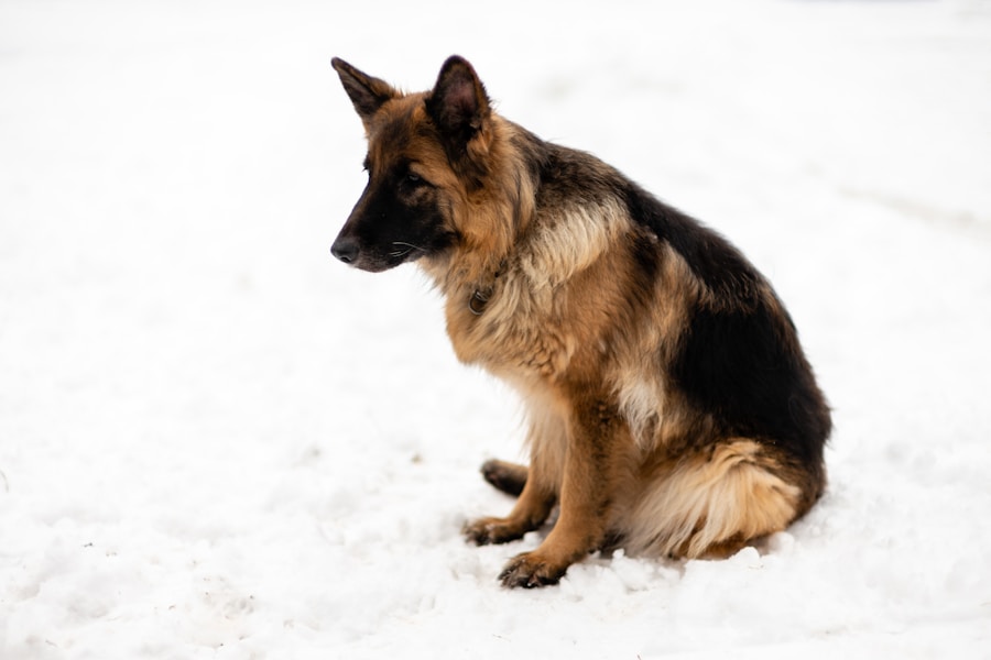 Photo dog breed German Shepherd