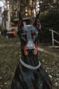 Exploring Great Dane: A Giant Breed with Gentle Personality