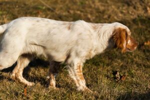 The Top Cocker Spaniel Dog Breeds