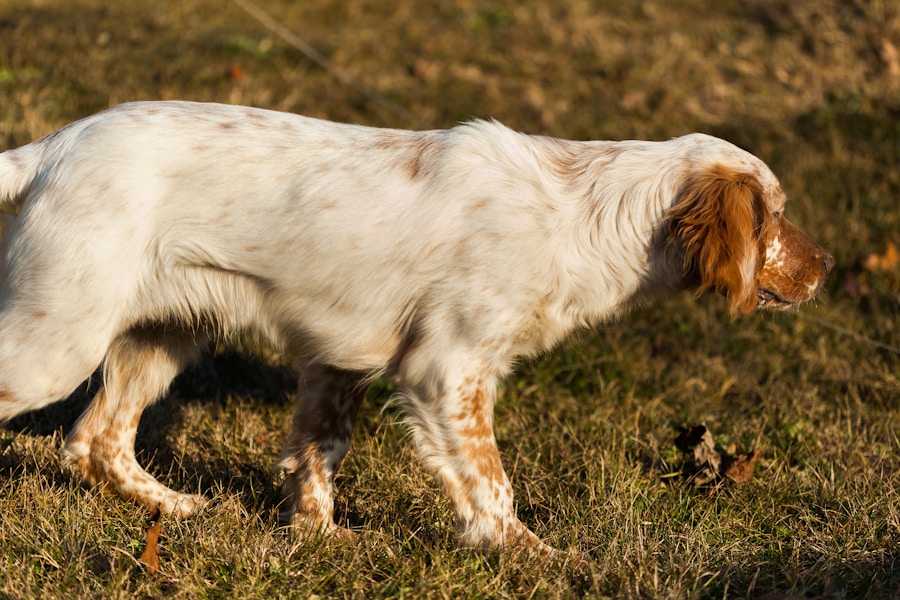 Photo dog breeds cocker spaniel