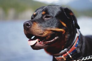 Photo dog breeds rottweiler