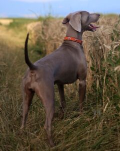The Majestic Great Dane: A Guide to this Gentle Giant