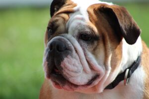 Photo Most popular dog breeds