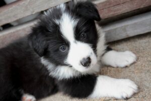 Photo "best male dog names"