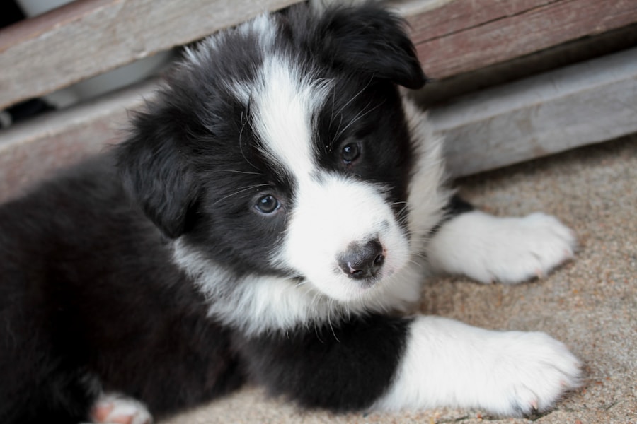 Photo "best male dog names"