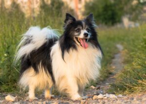 Photo Good male dog names