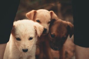 The Top 10 Best Puppy Names for Your New Furry Friend