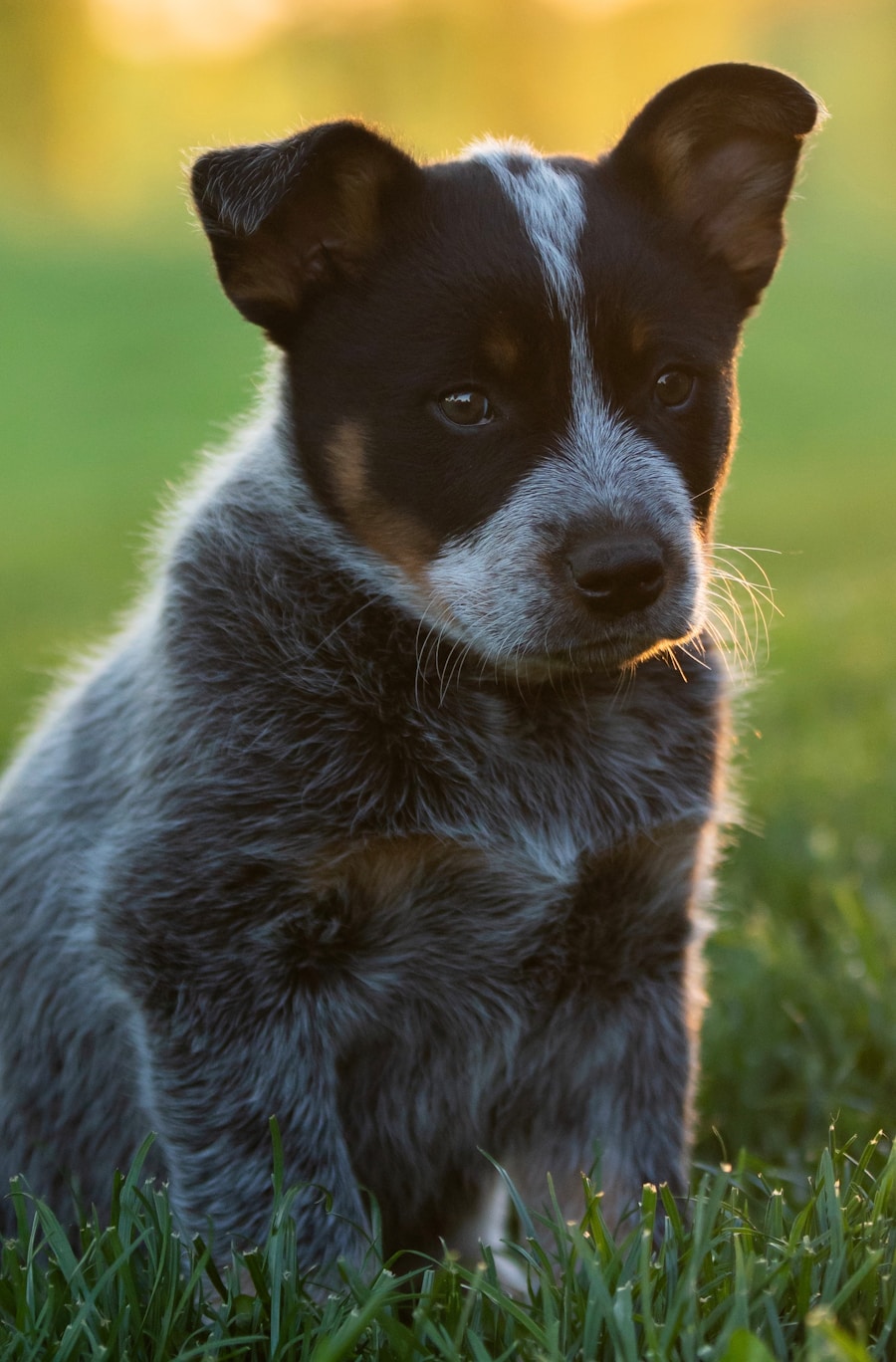 Photo "cool male dog names"