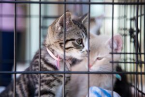 Finding Your Perfect Match: The Joys of Pet Adoption