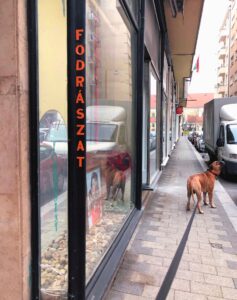 Local Veterinarians: Your Trusted Pet Care Providers