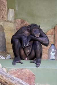 Photo Chimpanzee mating