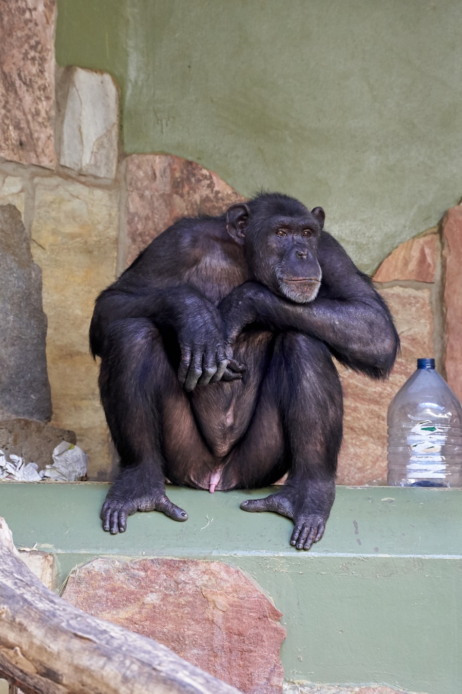 Photo Chimpanzee mating