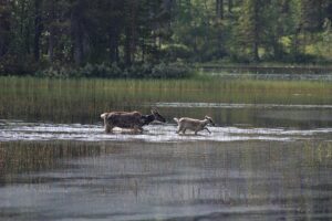 Wolves Mating: The Fascinating Courtship of the Wild