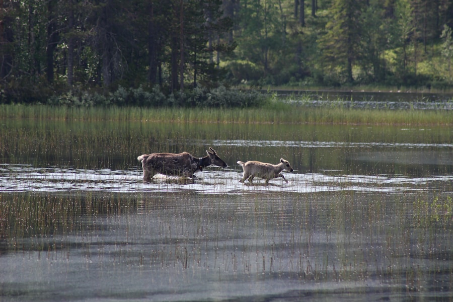 Photo Wolves mating