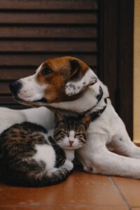 Exploring the Different Types of Pets