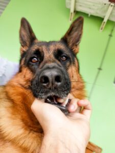 Low Cost Vet Clinics Near Me: Affordable Pet Care Options