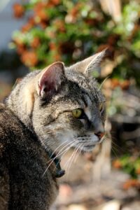 Photo Ear mite medication for cats