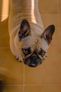 Understanding Urinary Tract Infections in Dogs