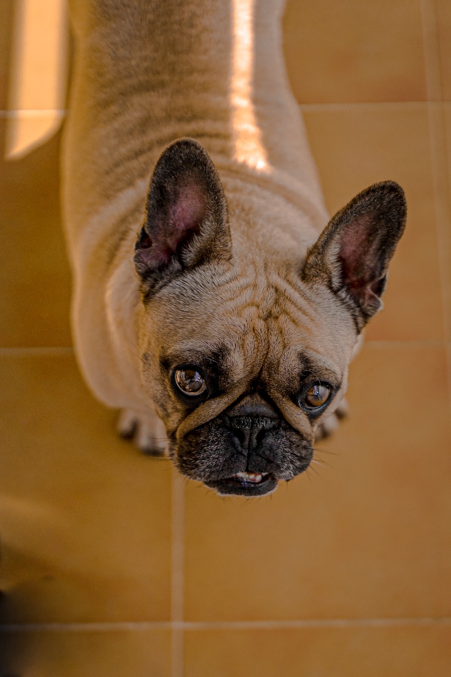 Photo Urinary tract infection dog