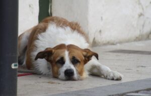 Recognizing Bloat Symptoms in Dogs
