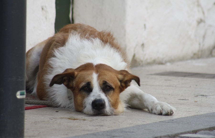 Photo Bloat symptoms dog