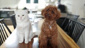 Top 5 Popular Pets for Every Household
