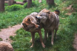 Wolves Mating: The Fascinating Ritual of Wolf Courtship
