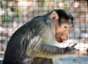 Understanding Animal Behavior: Insights into the Natural World