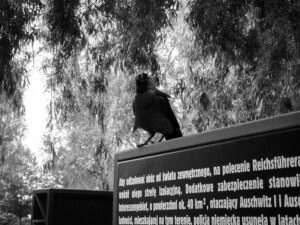 Understanding Animal Behavior: Insights into the Natural World