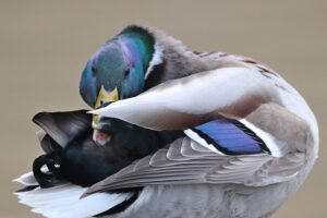 The Intriguing World of Duck Mating
