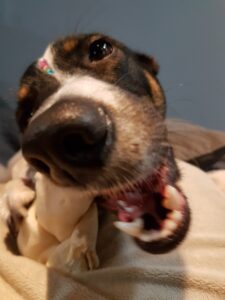 Finding the Best Emergency Vet Near Me