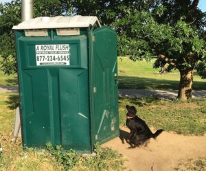 Convenient Dog Daycare and Boarding Near Me