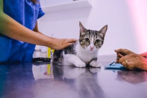 Affordable Vet Clinics Near Me: Low Cost Options for Pet Care