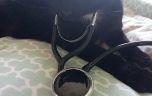 Affordable Veterinarian Near Me: Quality Care for Your Pet