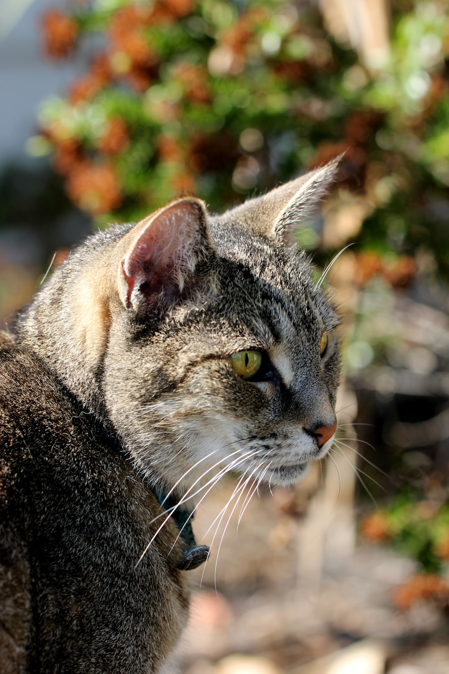 Photo Ear mite medication for cats