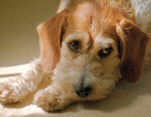 Recognizing Dog UTI Symptoms