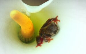 Understanding and Treating Urinary Tract Infections in Dogs
